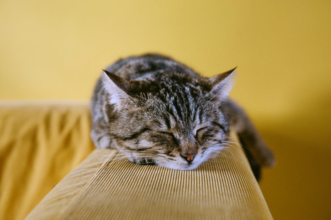 traslocare-con-animale-domestico