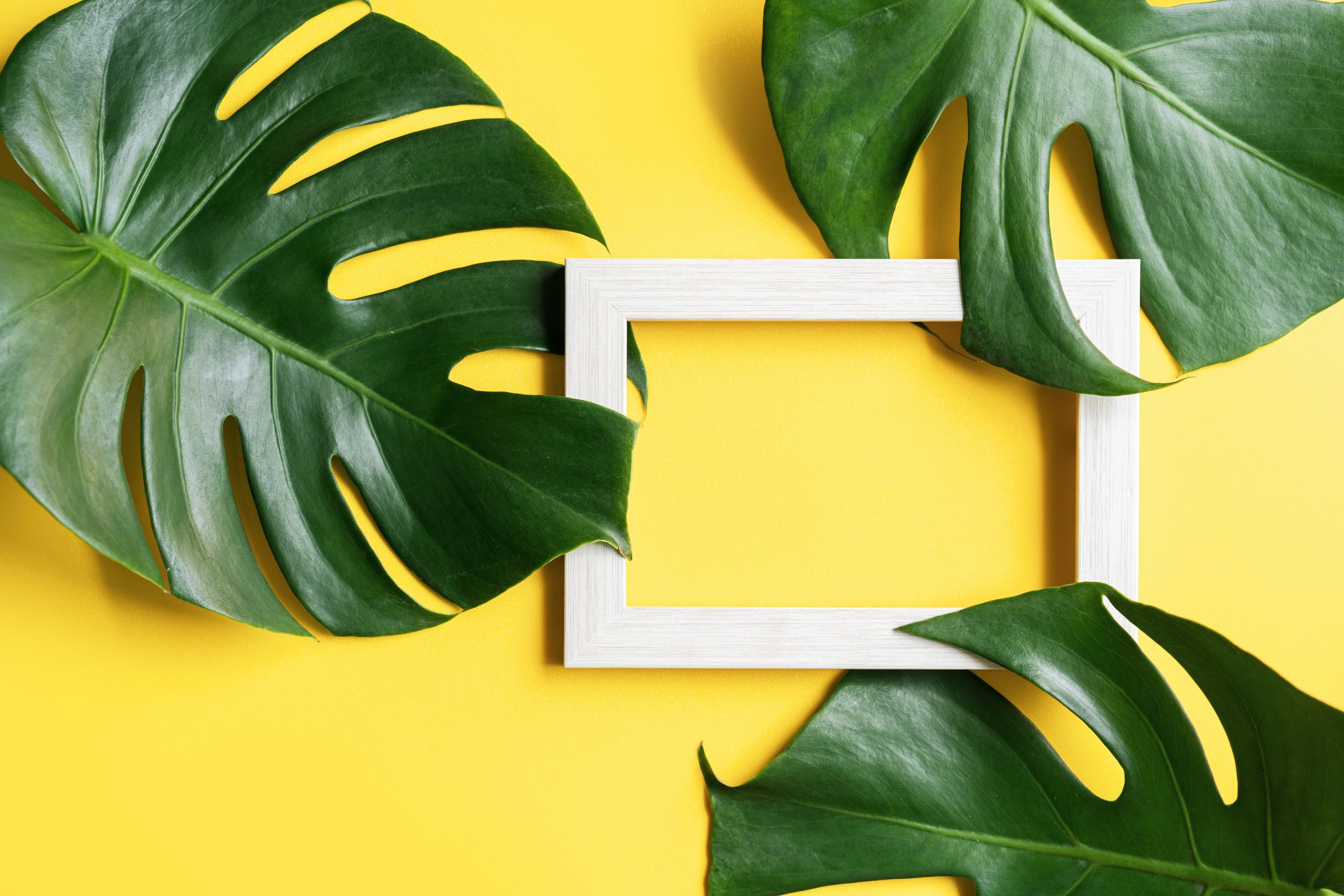 Tropical green leaves with picture frame on color background with copy space, Top view