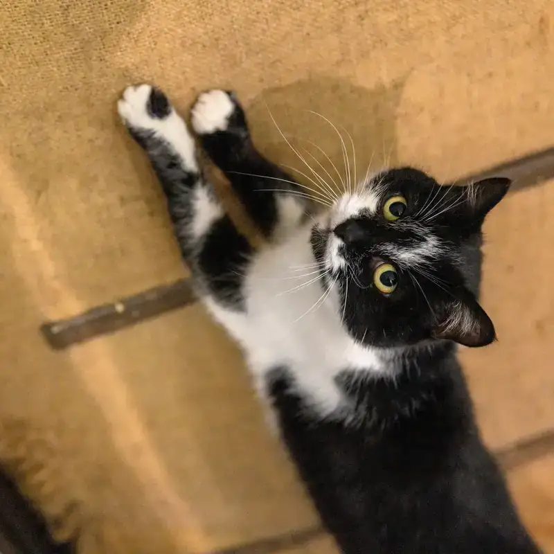Gatto che graffia il divano con tessuto anti-graffio