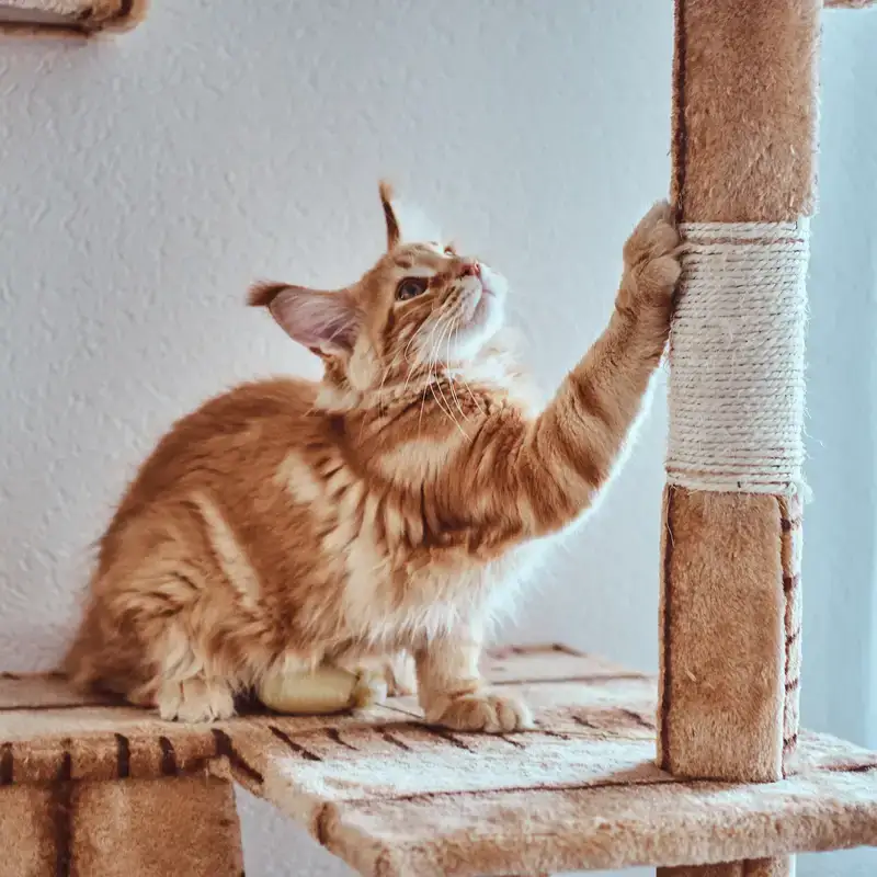 Gatto che graffia un tiragraffi