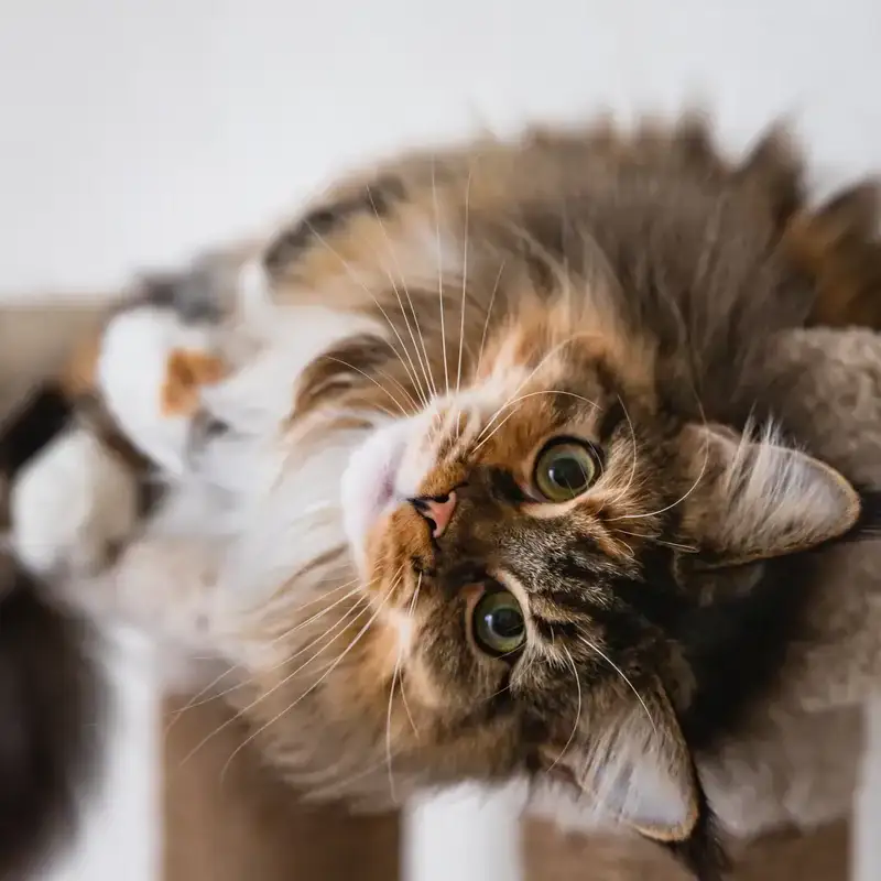Gatto domestico su una struttura per gatti
