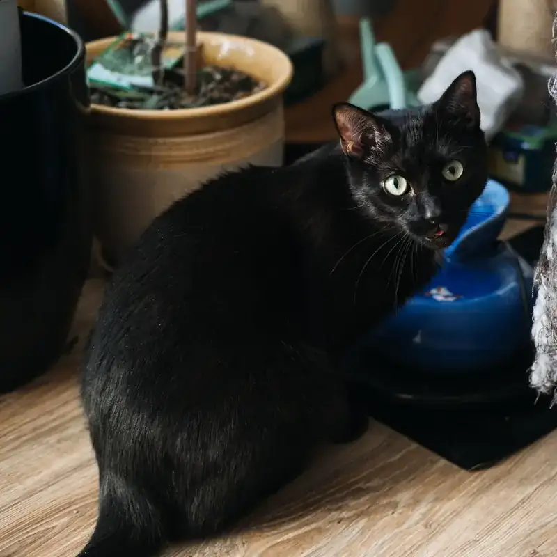Gatto nero vicino a divano danneggiato dalle unghie